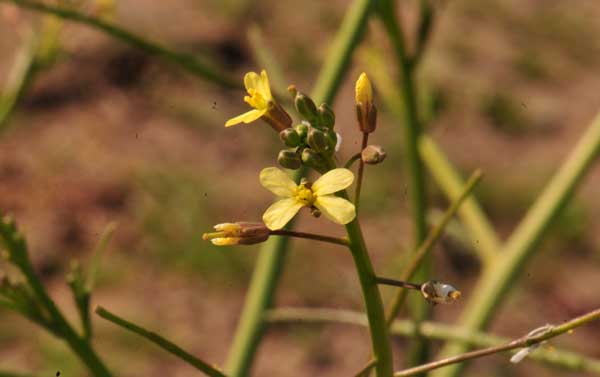 Brassica tournefortii, Asian Mustard, Southwest Desert Flora